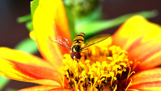 Garten-Schwebfliege (16).jpg